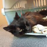 Picture of cat found at Colomiers