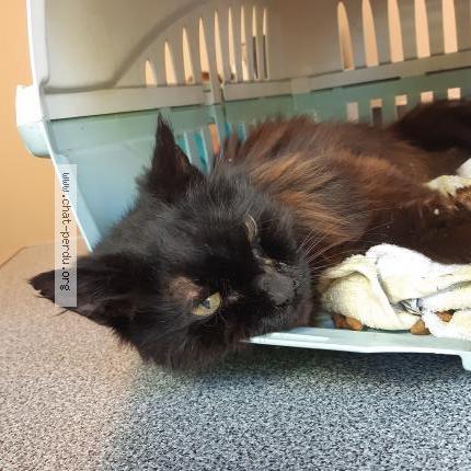 Photo 1/1 Found cat Found in Colomiers