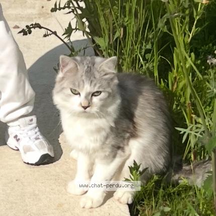 Photo 1/1 Moly Chat lost in Paris