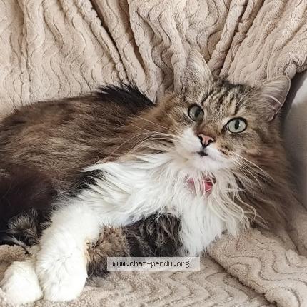 Photo 1/1 Mimine Chat lost in Cazalis