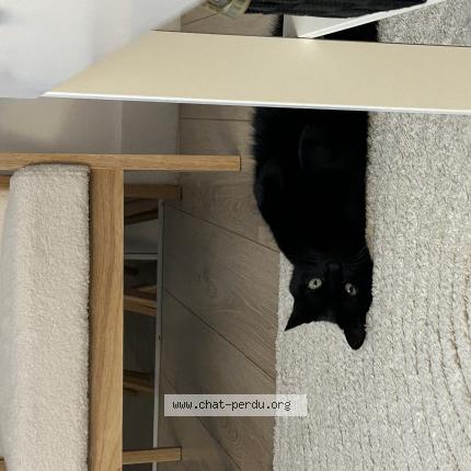 Photo 1/1 Melman Chat lost in Chabris