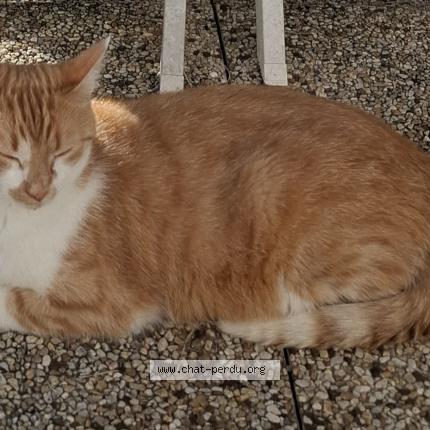 Photo 1/1 Loki Chat lost in Cherac