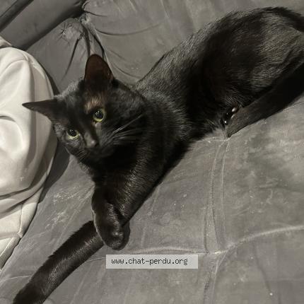 Photo 1/1 Carle Maëva Chat lost in Plerin