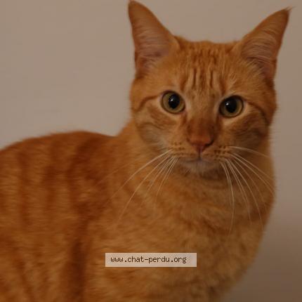 Photo 1/1 Tigrou Chat lost in Suresnes