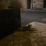 Picture of cat found at Bordeaux