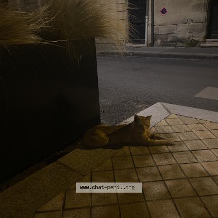 Photo 1/1 Found cat Found in Bordeaux