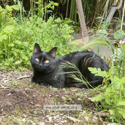 Photo 1/1 Sully Chat lost in Fabregues