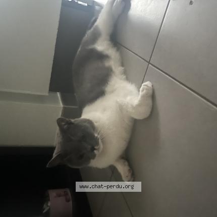 Photo 1/1 Hijo Chat lost in Montpellier