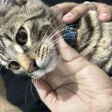 Picture of cat found at Lima