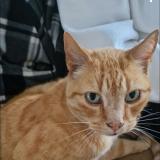 Picture of cat lost at Brest