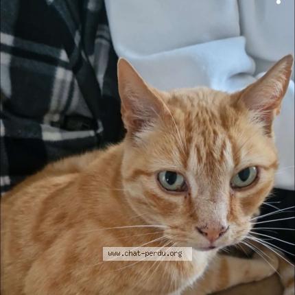 Photo 1/1 Cheddar Chat lost in Brest