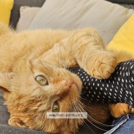 Photo 1/1 &Eacute;milie FRIBOULET Chat lost in St leonard