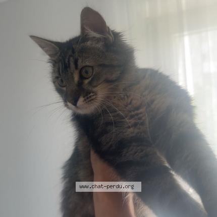 Photo 1/1 muezza Chat lost in Merignac