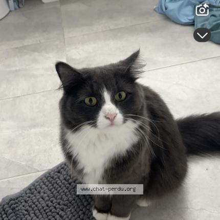 Photo 1/1 cl&eacute;o Chat lost in Saint jean sur richelieu