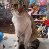 Photo of a cat found in Lima