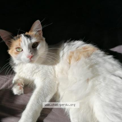 Photo 1/1 Caramelle Chat lost in Salles