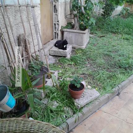 Photo 1/2 Francoise Casa Chat lost in Cavaillon