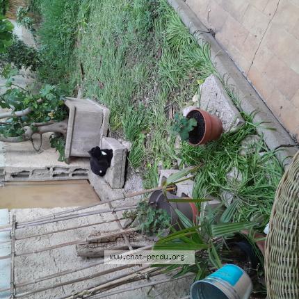 Photo 2/2 Francoise Casa Chat lost in Cavaillon