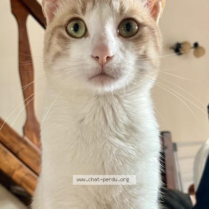 Photo 1/2 Oslo Chat lost in Artenay