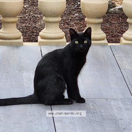 Photo 1/1 Bounty Chat lost in Peyraud