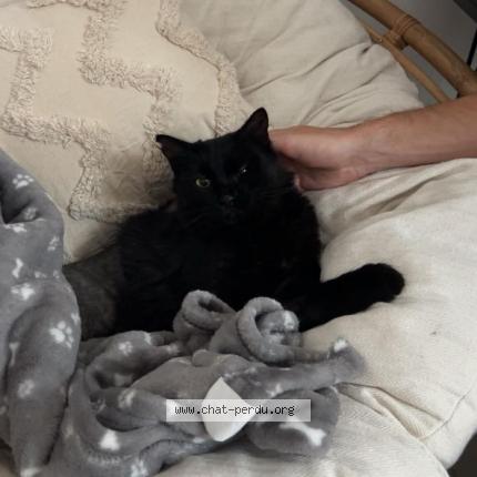 Photo 1/1 Binouze Chat lost in Venelles