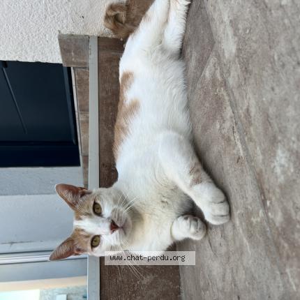 Photo 1/1 Cayenne Chat lost in Pia