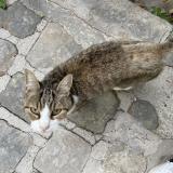 Picture of cat found at Montrouge