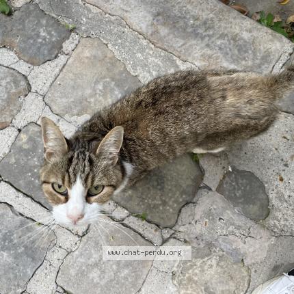 Photo 1/1 Cat reunited Found in Montrouge