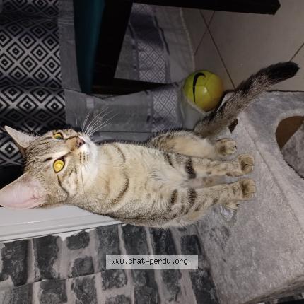 Photo 1/1 Kiwi Chat lost in Gap