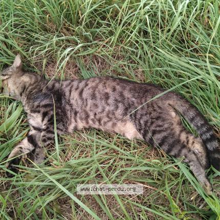 Photo 1/1 Found cat Found in Oissel