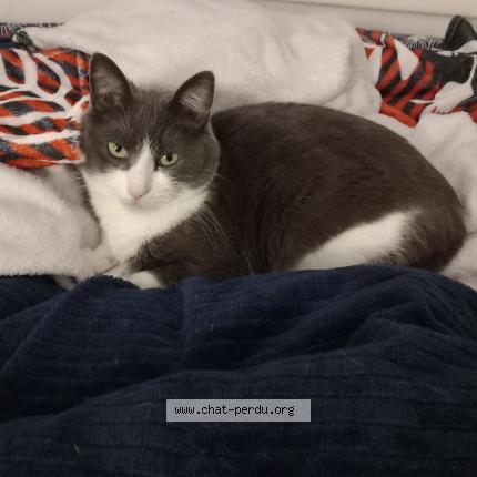 Photo 1/1 Bounty Chat lost in Thorigne fouillard