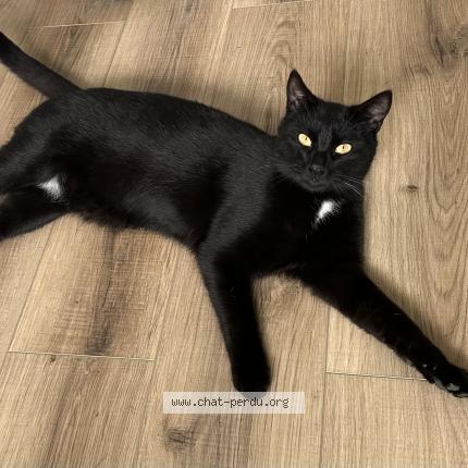 Photo 1/1 Eddie Chat lost in Lorry les metz