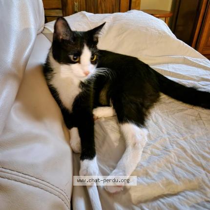 Photo 1/1 FILOU Chat lost in Gagnieres