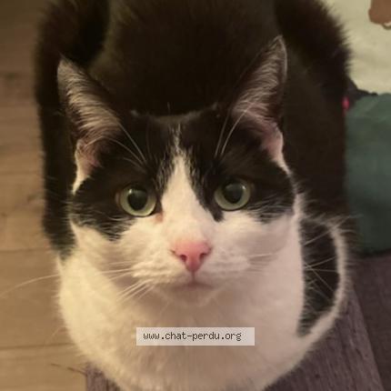 Photo 1/1 Emmanuelle GUERIN Chat lost in Strasbourg