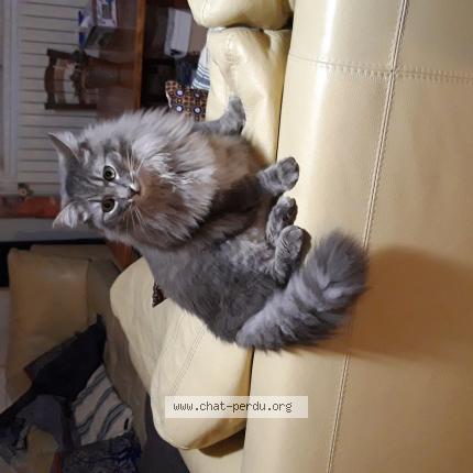 Photo 1/1 TITUS Chat lost in Castres