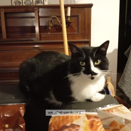 Photo 1/1 Mitsuo Chat lost in Bonson