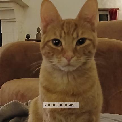 Photo 1/1 Oscar Chat lost in Iteuil