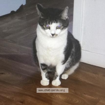 Photo 1/1 Mimi Chat lost in Beauvais