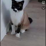 Picture of cat lost at Ternay