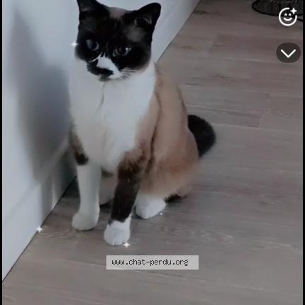 Photo 1/1 Riguilla Brahimi Chat lost in Ternay