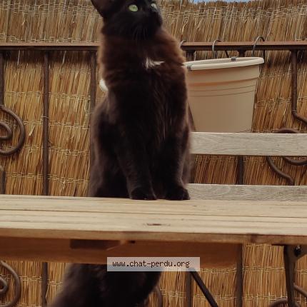 Photo 1/1 Luci Chat lost in Privas