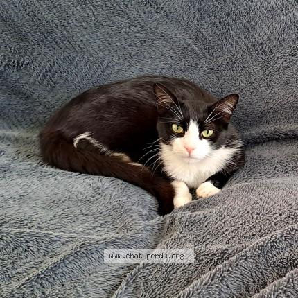 Photo 1/1 Venom Chat lost in Auboue