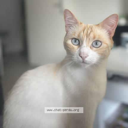 Photo 1/1 Stan Chat lost in Rivery