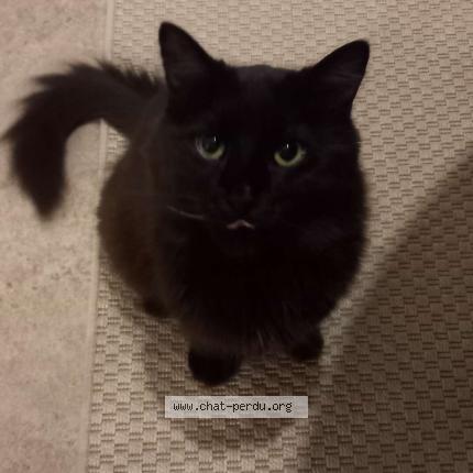 Photo 1/1 Milo Chat lost in Guines