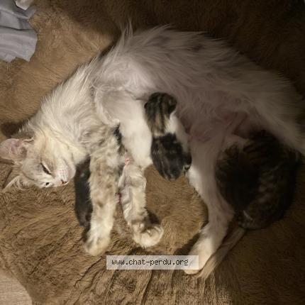 Photo 1/1 Bouba Chat lost in Lamballe armor