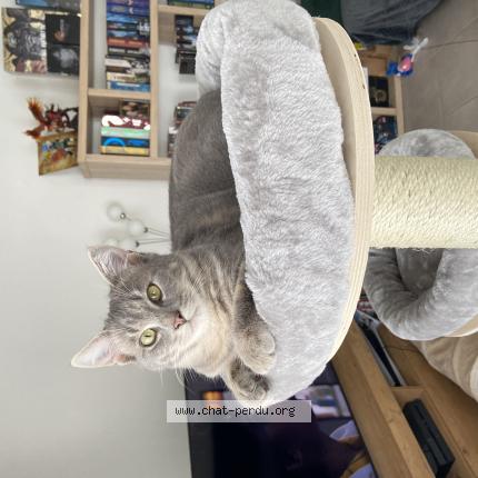 Photo 1/1 Yuki Chat lost in St cyr sur loire