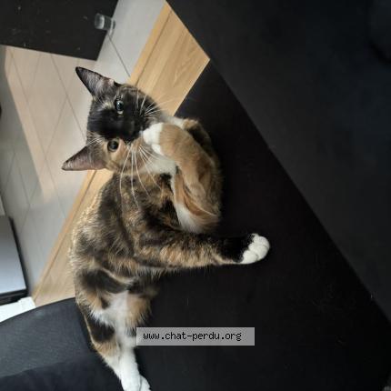 Photo 1/1 Mimi Chat lost in Paris