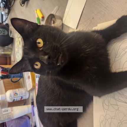 Photo 1/1 Samsam Chat lost in Dijon