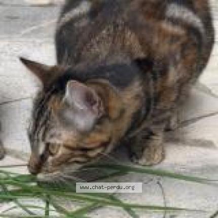 Photo 1/2 Mona Chat lost in Lievin