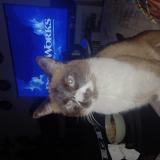 Picture of cat lost at Ternay